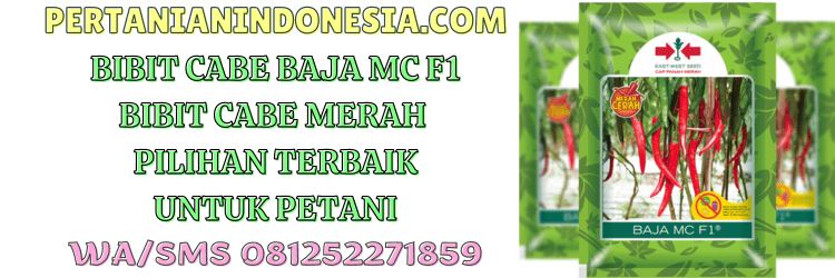 bibit,cabe,baja mc,f1,baja mc f1,panah merah,pertanian indonesia